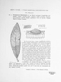 Colletotrichum gloeosporioides image